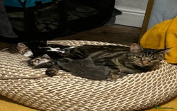 Mixed Breed cats for sale: Kittens for sale - Advert 1