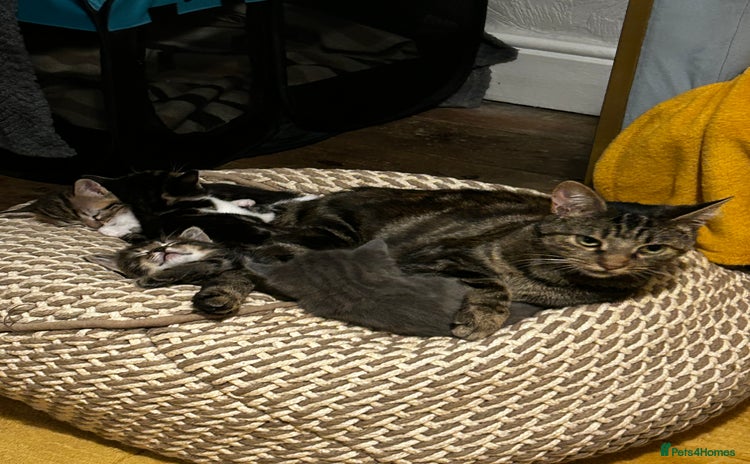 Mixed Breed cats Kittens for sale - Advert 1