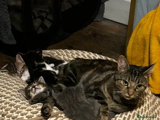 Mixed Breed cats for sale: Kittens for sale - Advert 1