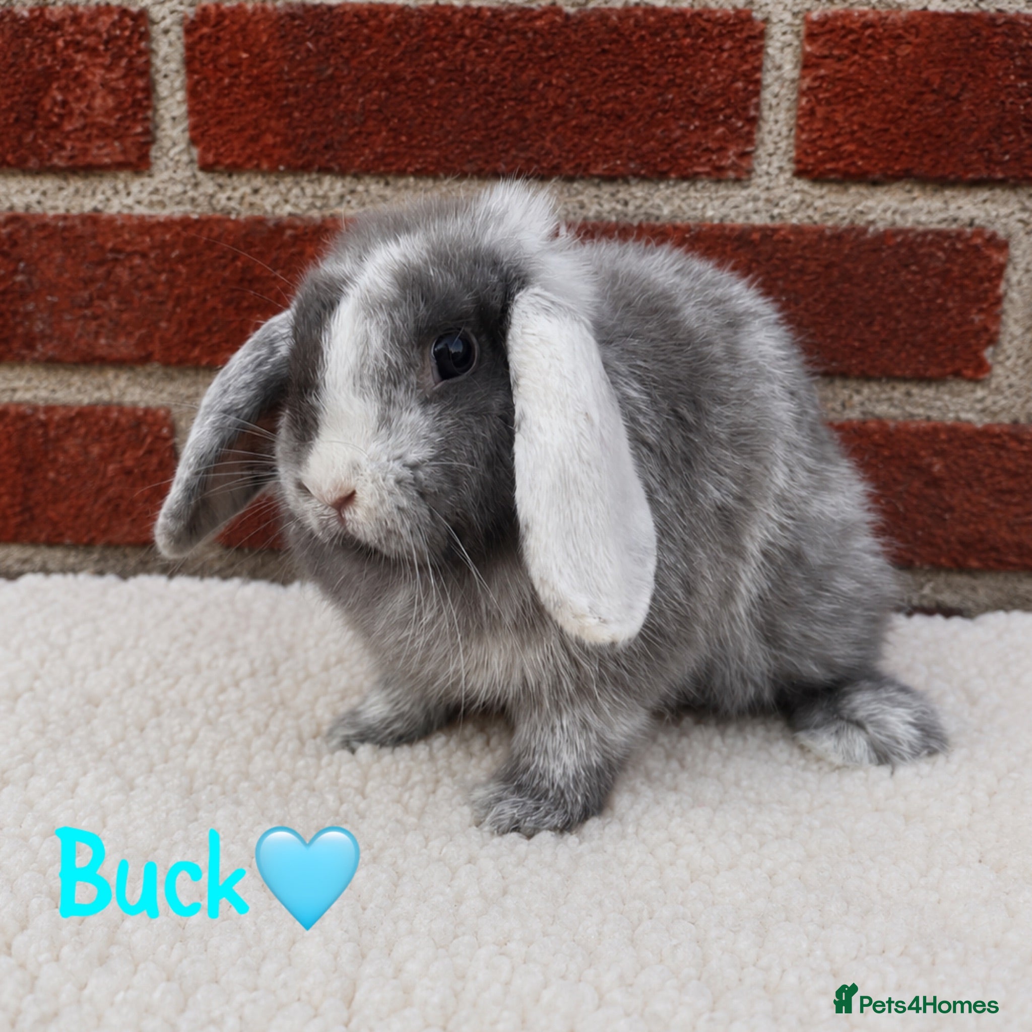 Mini Lop rabbits Pure breed mini lop  - Advert 2