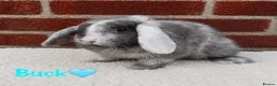 Mini Lop rabbits for sale: Pure breed mini lop  - Advert 2