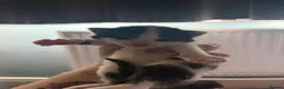 Mixed Breed cats for sale: Mixed breed kittens  - Advert 7