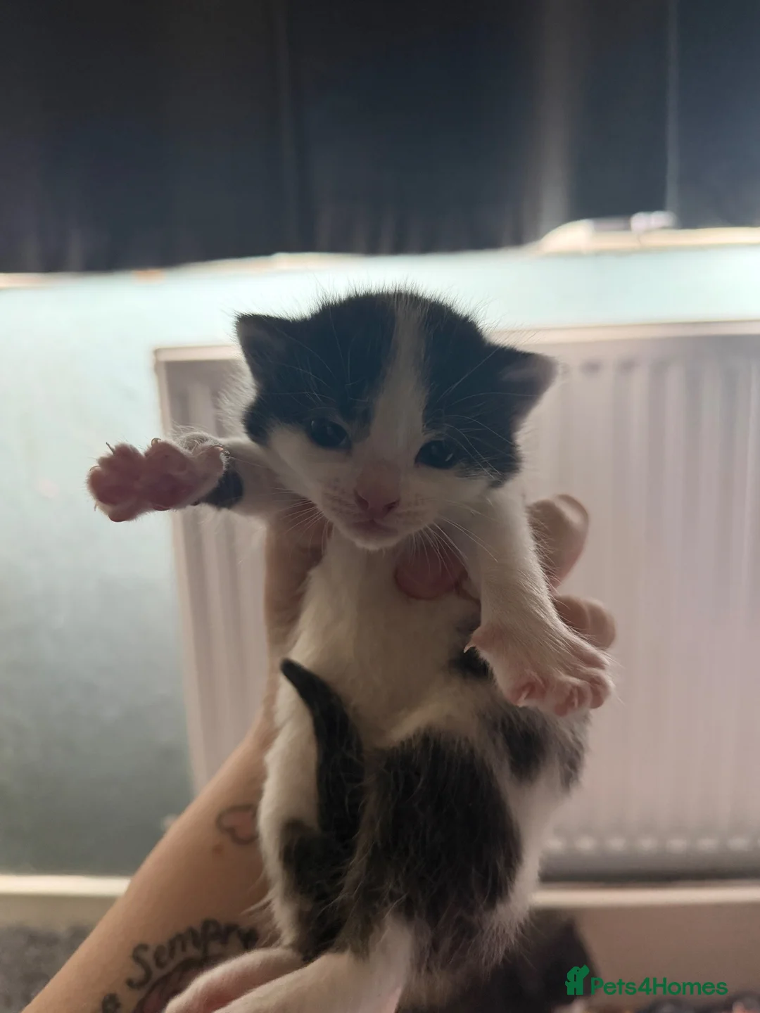 Mixed Breed cats for sale: Mixed breed kittens  - Advert 7