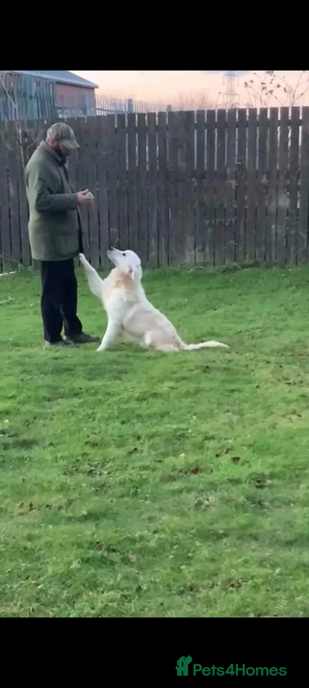 Golden Retriever dogs for sale: Extensively Health Tested English Cream Puppies - Advert 6