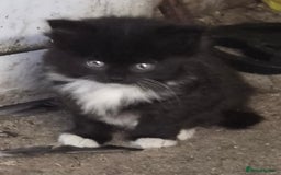 Mixed Breed cats for sale: Halloween kittens for sale. - Image 1