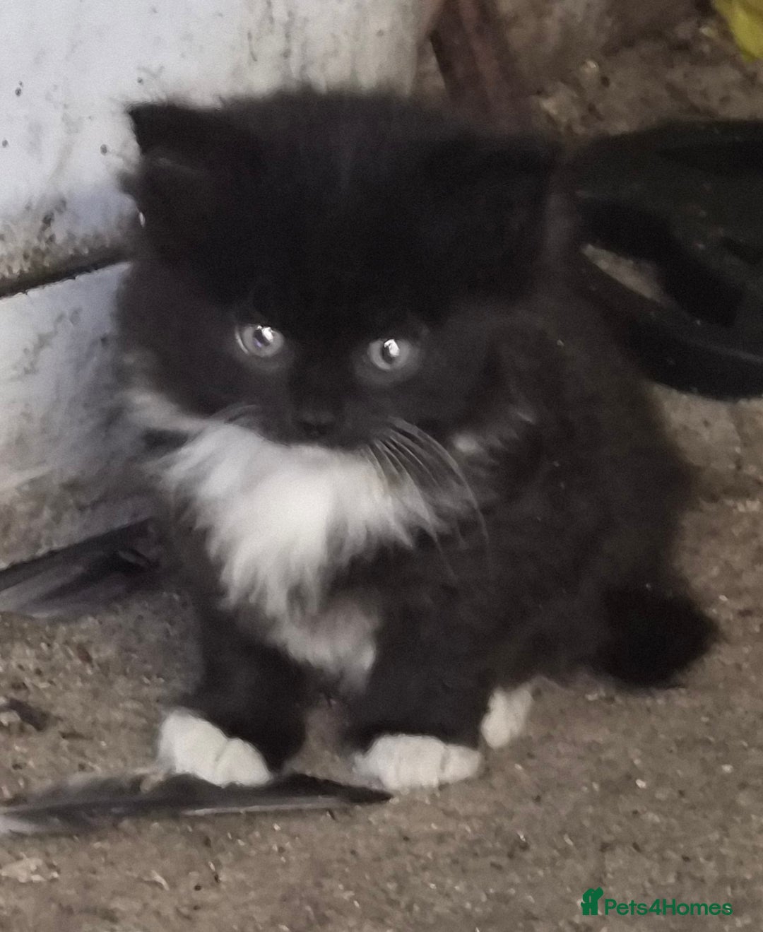 Mixed Breed cats for sale: Halloween kittens for sale. - Image 1