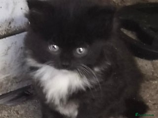 Mixed Breed cats - Advert 29