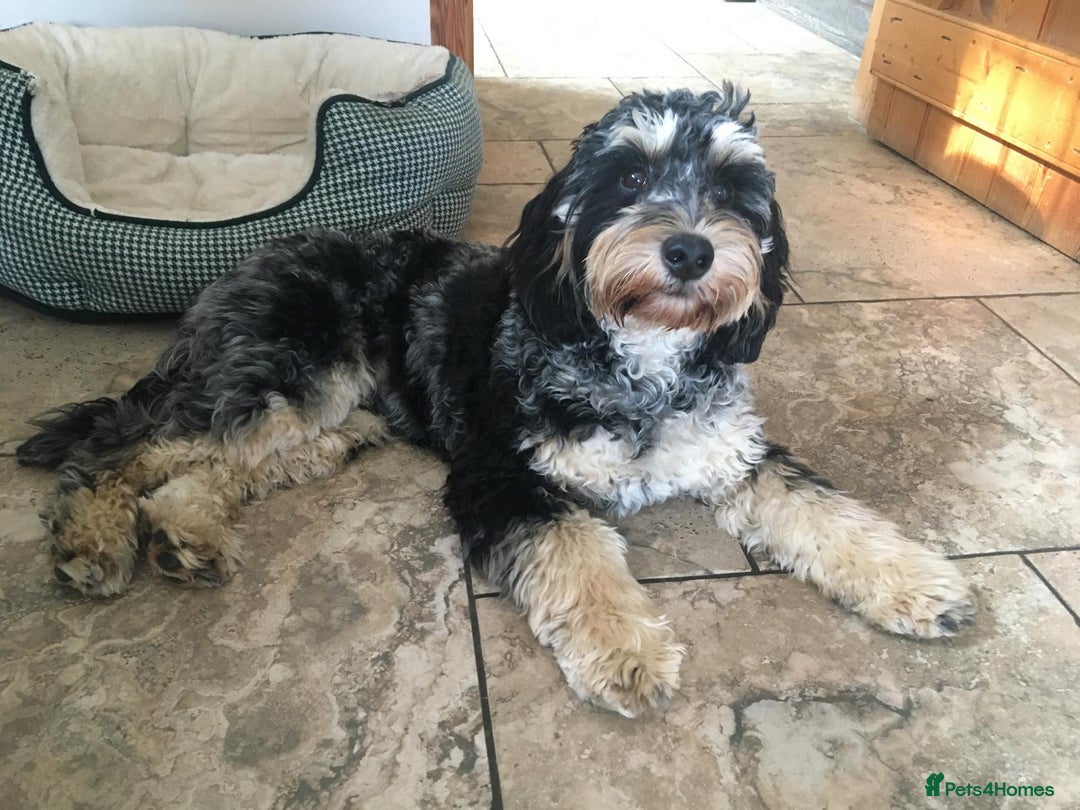 Cockapoo dogs for sale: Reggie the Blue Merle Tri coloured Cockerpoo  - Image 1