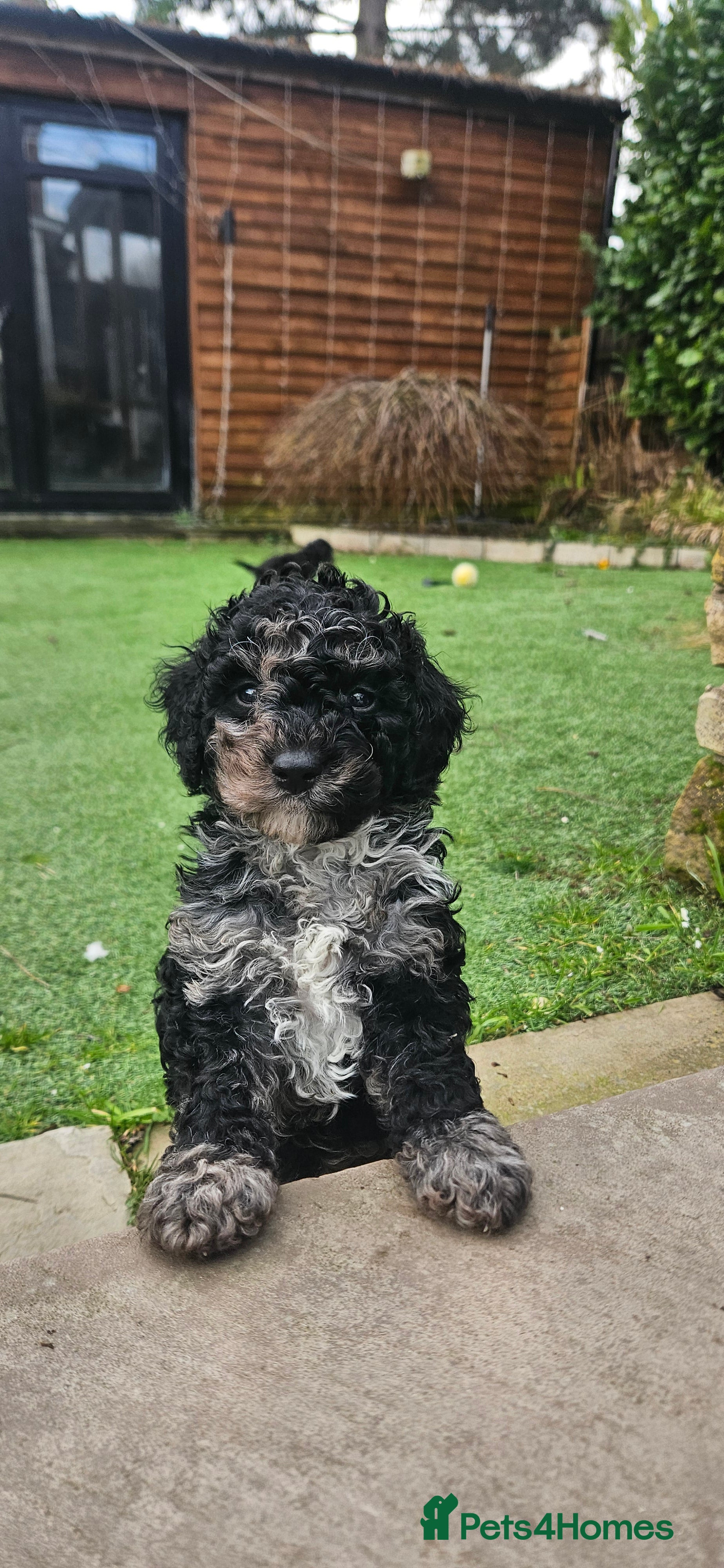 Cockapoo dogs F1b toy American  cockerpoos puppies  - Advert 2