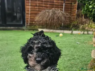 Cockapoo dogs F1b toy American cockerpoos puppies - Advert 2