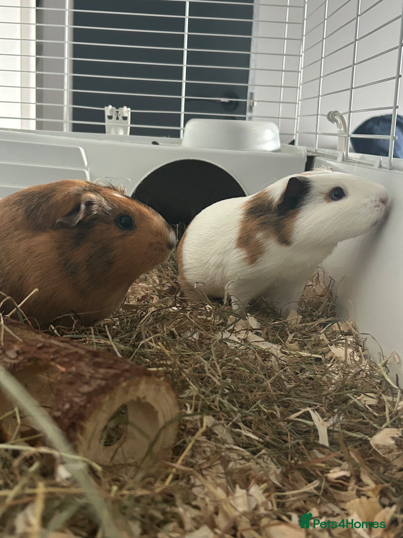 Guinea Pig rodents 2x Female Guinea Pigs - Advert 4