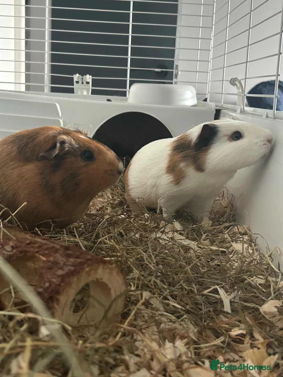 Guinea Pig rodents for sale: 2x Female Guinea Pigs in Leyland - Advert 1