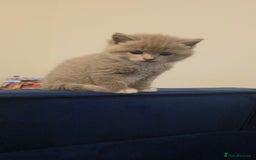 Mixed Breed cats for sale: Red point Ragdoll X Blue British Shorthair - Image 11