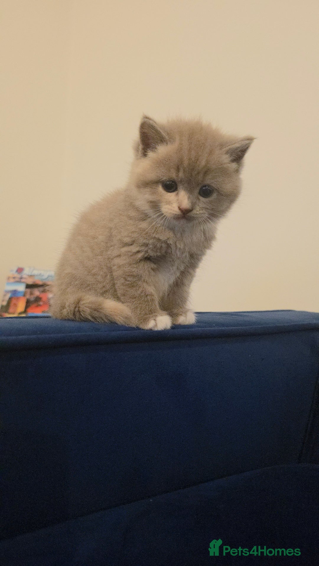 Mixed Breed cats for sale: Red point Ragdoll X Blue British Shorthair - Image 11