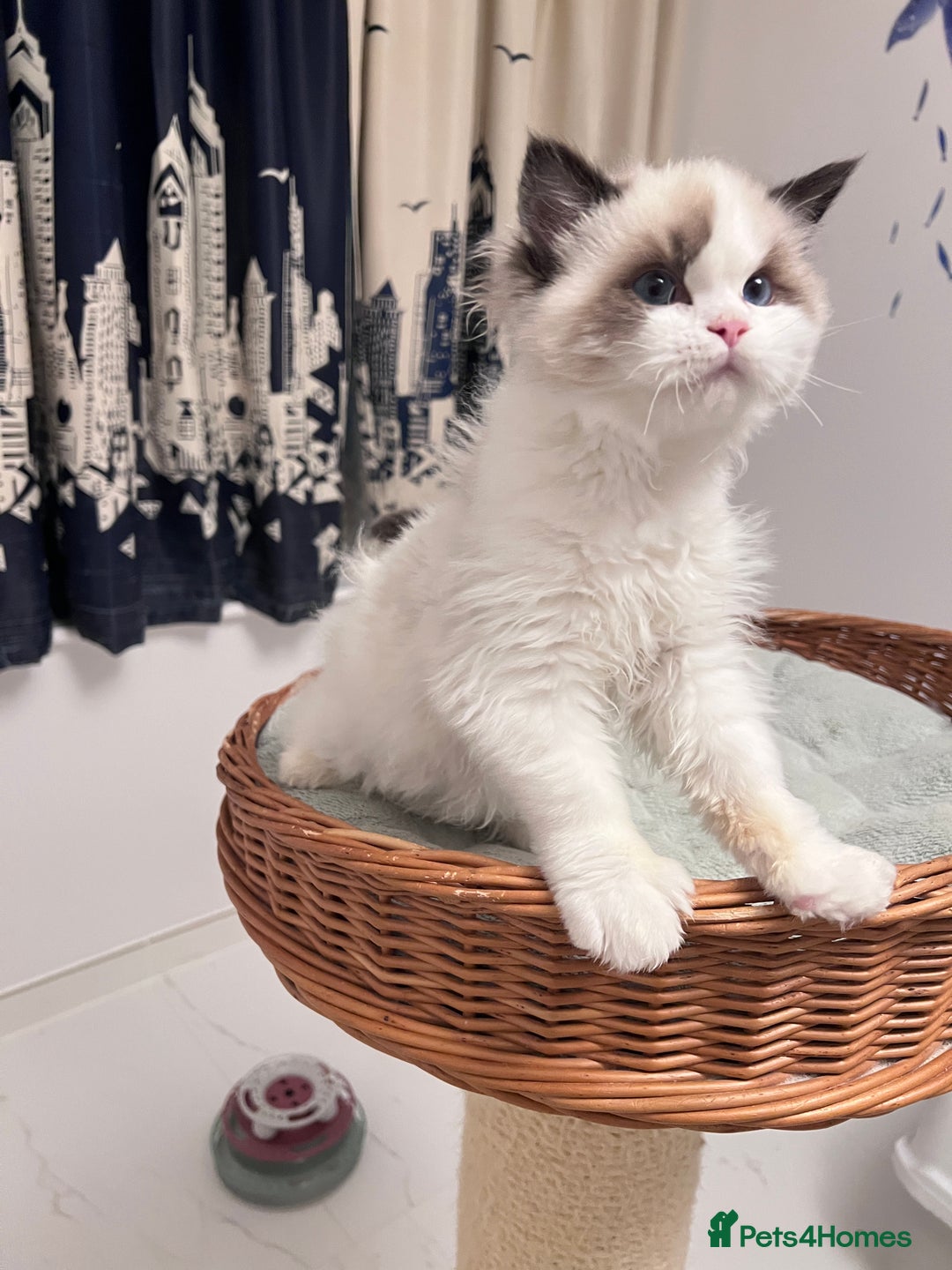 Ragdoll cats for sale: TICA registered seal bicolor boy - Advert 4