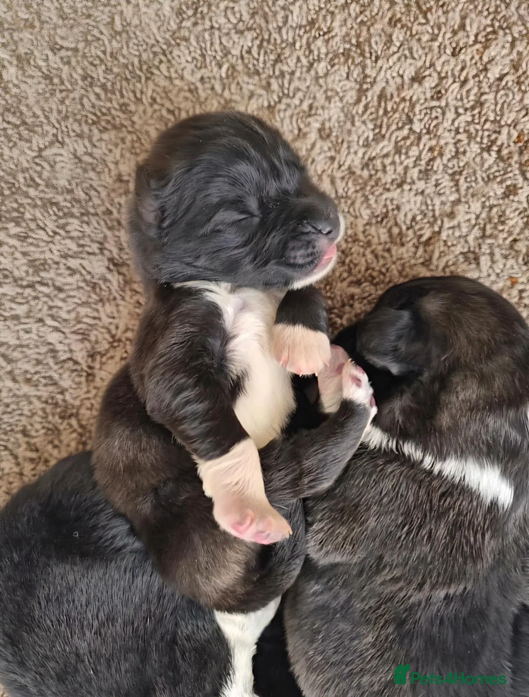 Caucasian Shepherd Dog dogs for sale: Caucasian Shepherd Puppies  - Advert 2