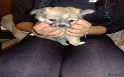 Chihuahua dogs for sale: Beautiful Chihuahua - Image 6