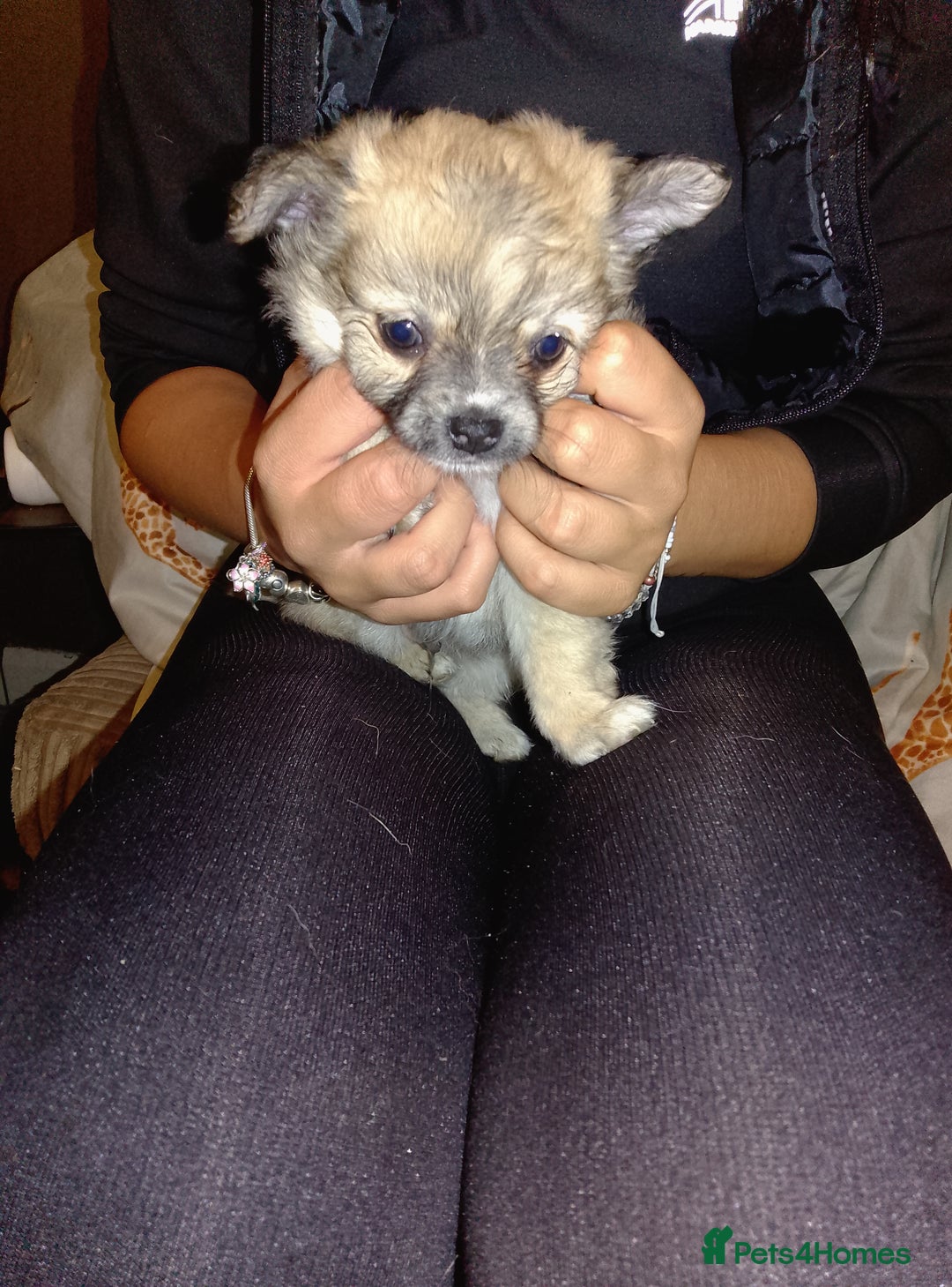 Chihuahua dogs for sale: Beautiful Chihuahua - Image 6