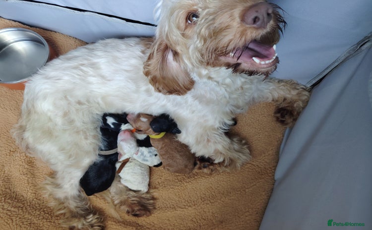 Cockapoo dogs - Advert 15