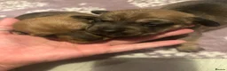 Jackshund dogs for sale: Jackshunds puppies  - Advert 25