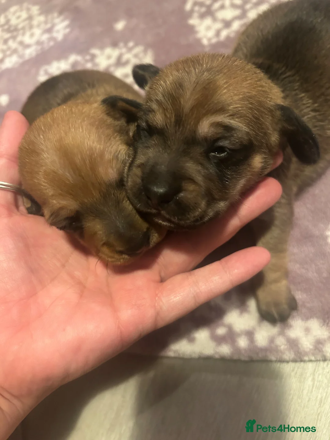 Jackshund dogs for sale: Jackshunds puppies  - Advert 25