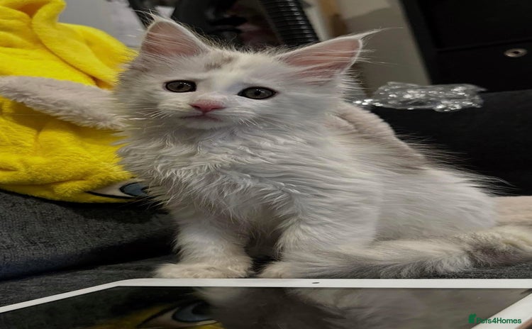 Maine Coon cats - Advert 12