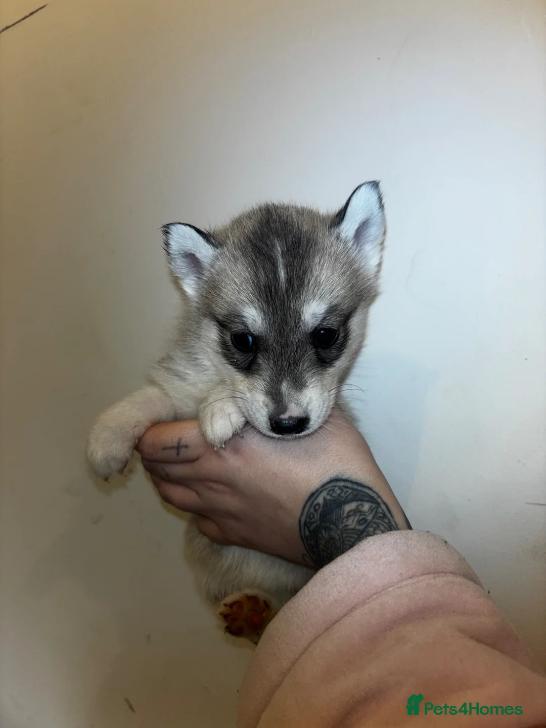 Siberian Husky dogs for sale: Adorable Siberian Huskies For Sale  - Advert 2