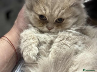 British Longhair cats British long hair kittens - Advert 1