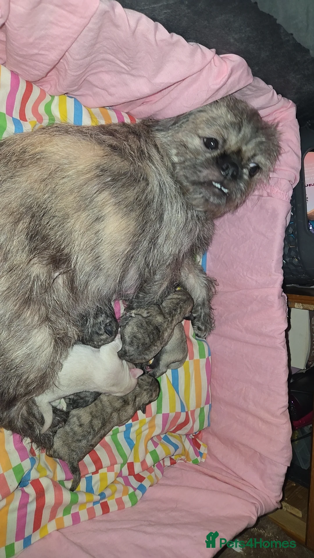 Puggle dogs for sale: Puppy's for sale - Advert 1