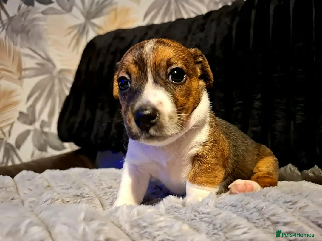 Jack Russell dogs for sale: Jack Russell  - Advert 11