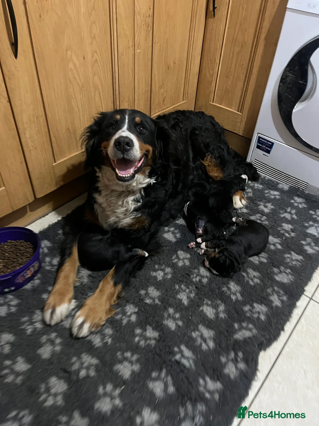 Bernese Mountain Dog dogs for sale: Beautiful Bernese mountain dogs  - Advert 2