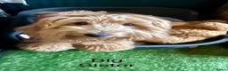 Labradoodle dogs for sale: 🥰 Cute Miniature labradoodle Pups 💖💕 - Advert 11