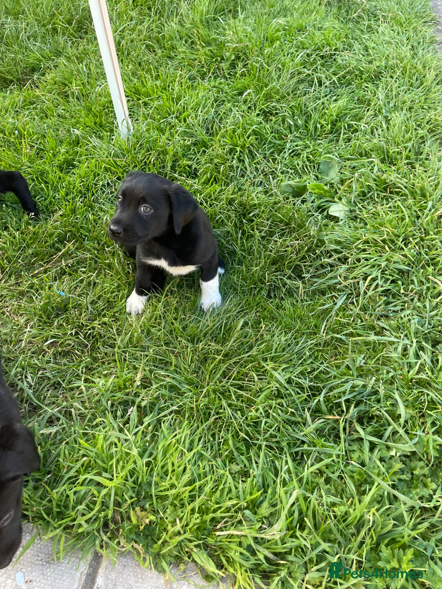 Borador dogs Borador pups for sale - Advert 9