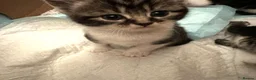 Mixed Breed cats for sale: 6 beautiful young kittens in Barnet - Advert 3
