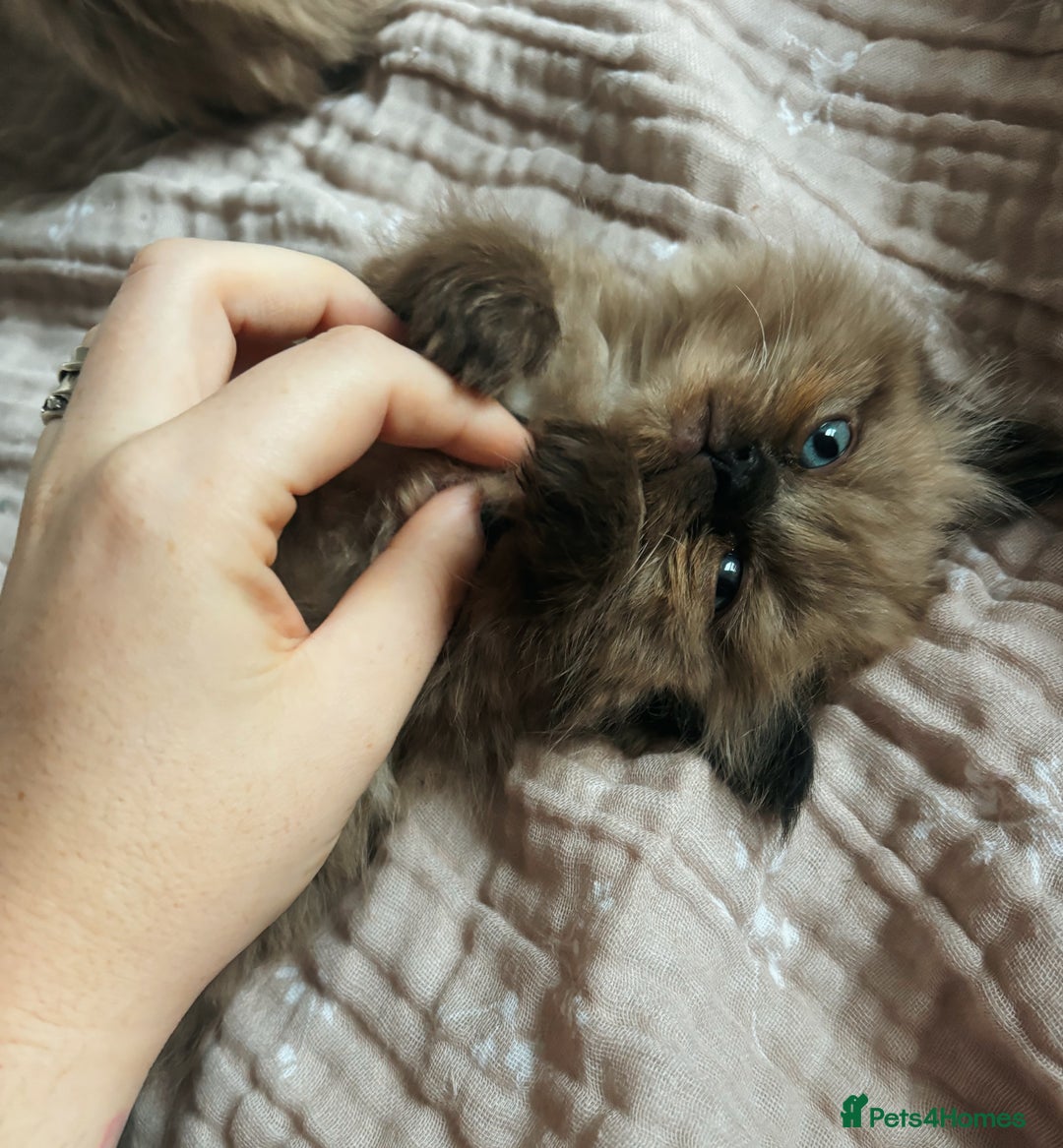 Perdoll cats for sale: Luxury Perdoll Kitten READY NOW  - Advert 1