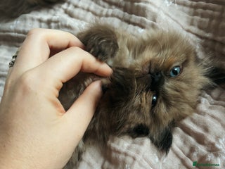 Perdoll cats - Advert 3