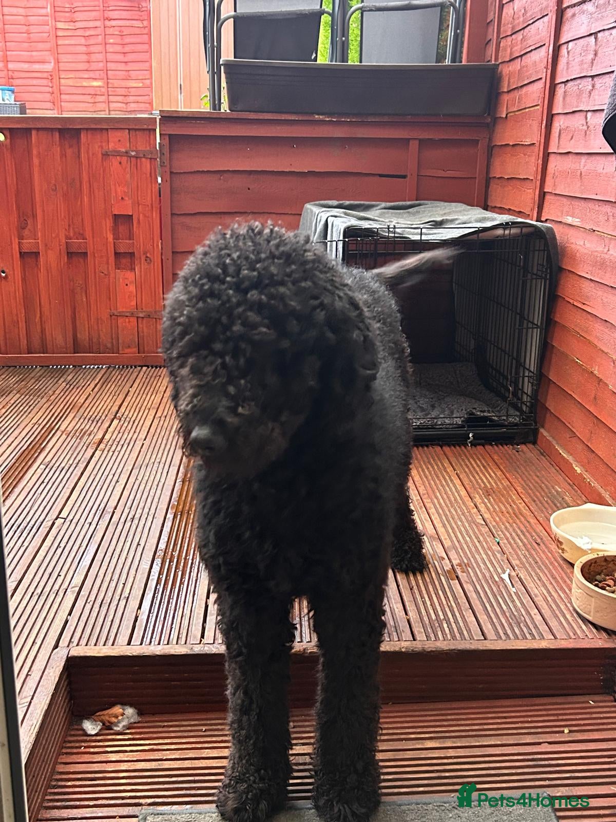 Goldendoodle dogs Goldendoodle adult (1,8 years) - Advert 7