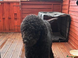 Goldendoodle dogs Goldendoodle adult (1,8 years) - Advert 7