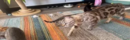 Bengal cats for sale: 9 weeks old bengal kitens - Advert 9