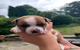 Staffordshire Bull Terrier dogs for sale: Stunning Red Staffy puppies KC top bloodlines - Image 7