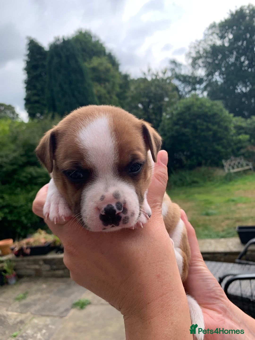 Staffordshire Bull Terrier dogs for sale: Stunning Red Staffy puppies KC top bloodlines - Image 7
