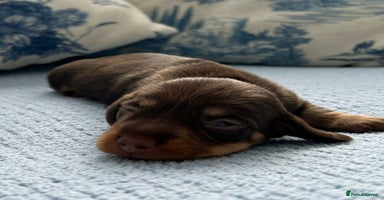 Miniature Dachshund dogs - Advert 14