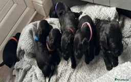 Mixed Breed dogs for sale: Gorgeous borker puppies - Image 4