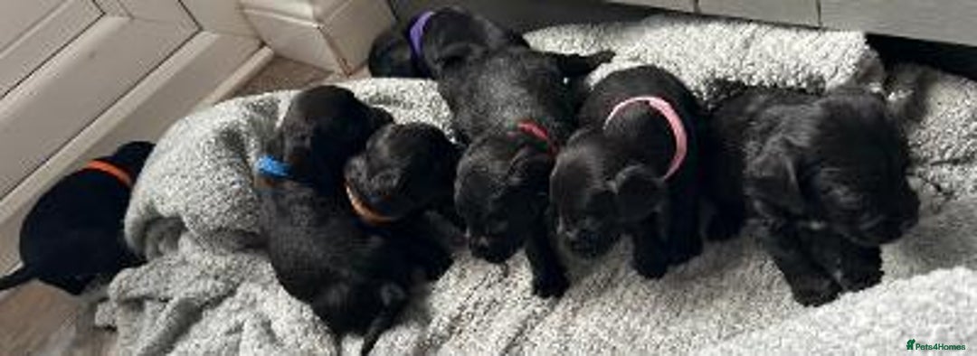 Mixed Breed dogs for sale: Gorgeous borker puppies - Image 4