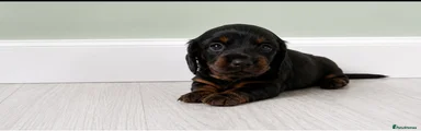 Miniature Dachshund 4