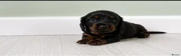 Miniature Dachshund dogs for sale: Beautiful Miniature Dachshund Puppies  - Advert 13