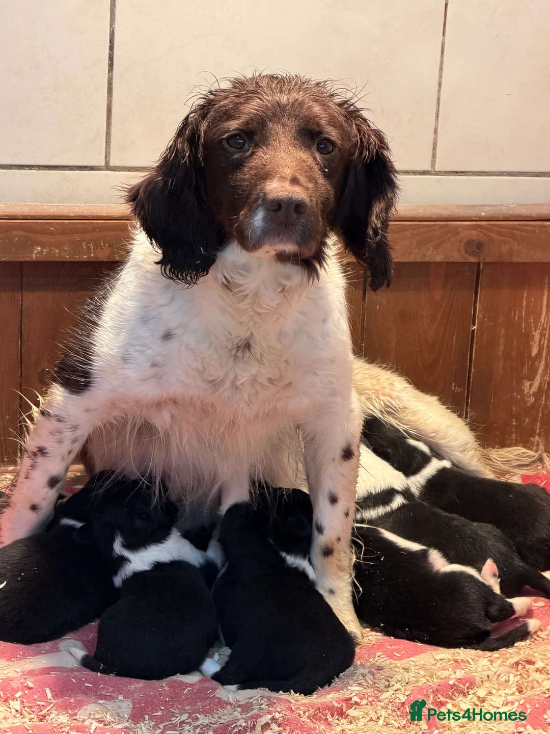 Sprollie dogs for sale: Sprollie puppies from experienced breeder - Advert 9