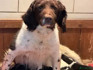 Sprollie dogs Sprollie puppies from experienced breeder - Advert 8