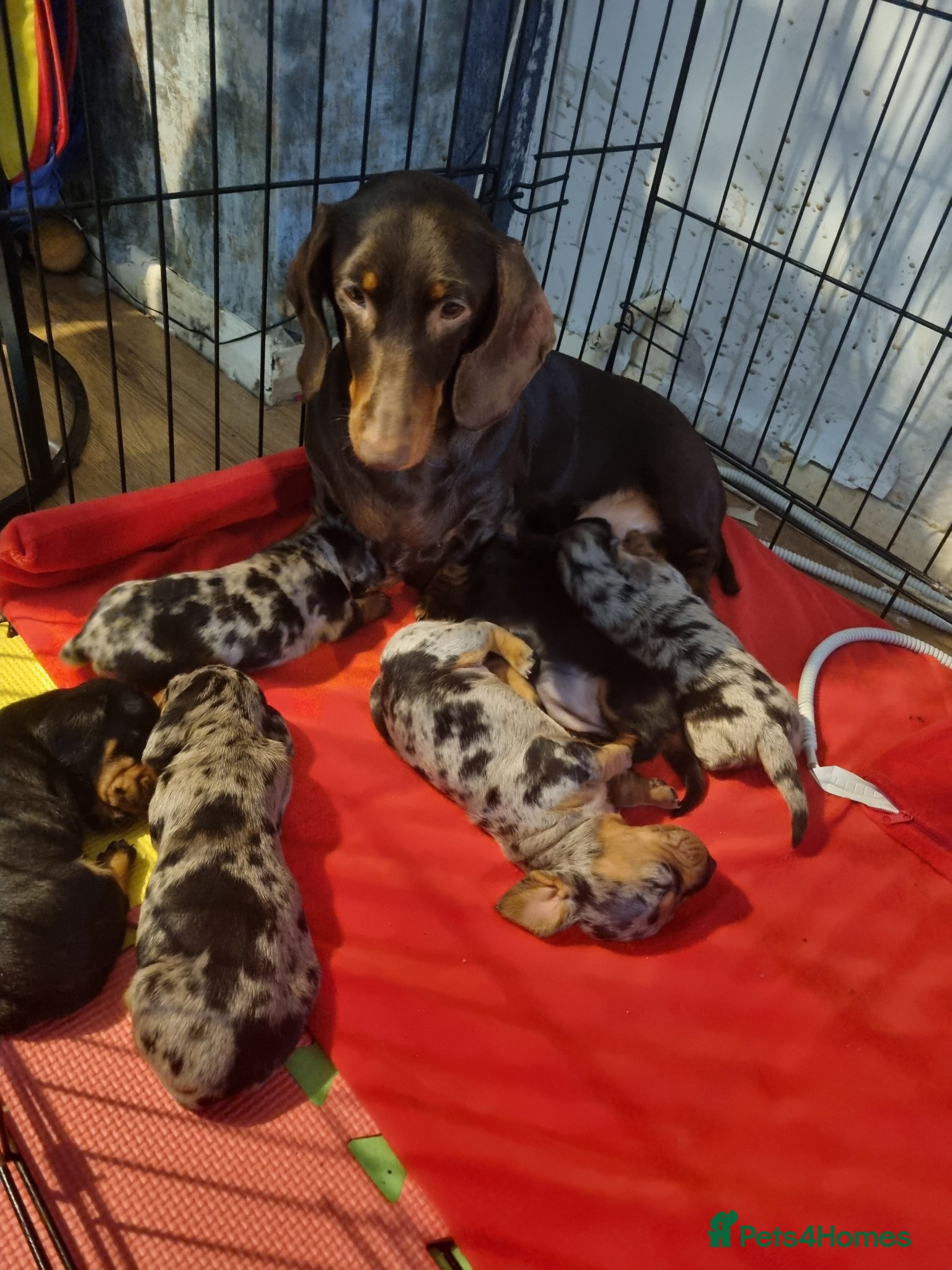 Miniature Dachshund dogs Miniature dachshunds - Advert 17