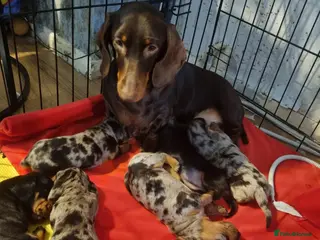 Miniature Dachshund dogs Miniature dachshunds - Advert 17